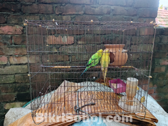 বাজরিগার